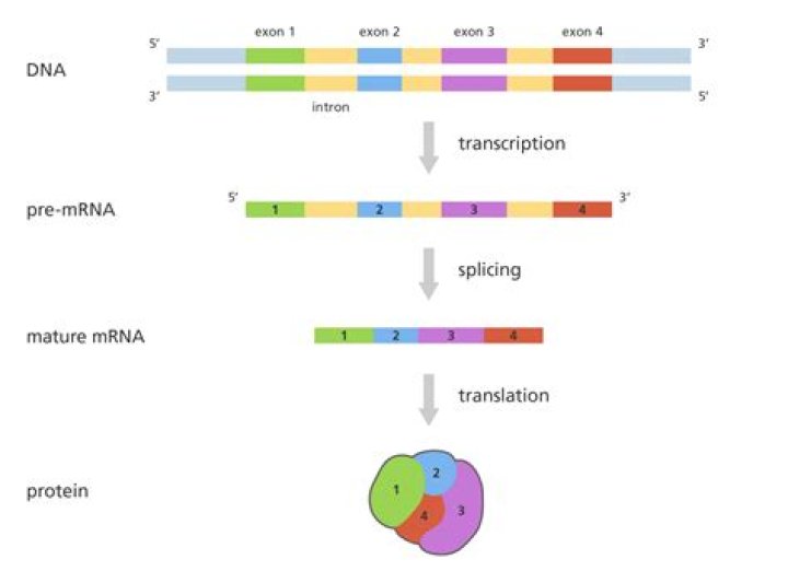 What are the 4 in RNA?