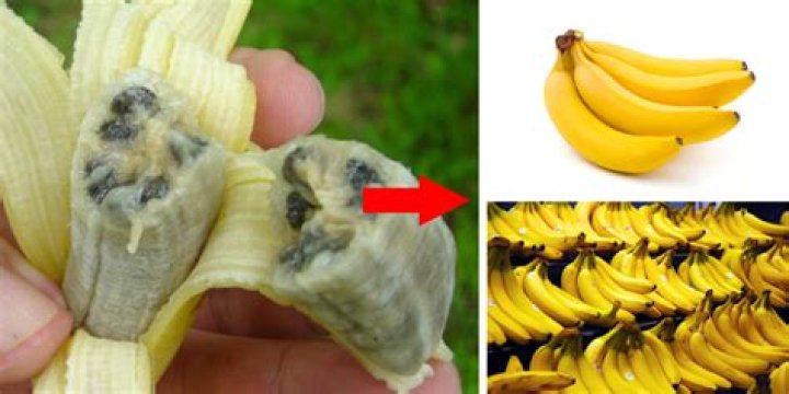 What bananas are not genetically modified?