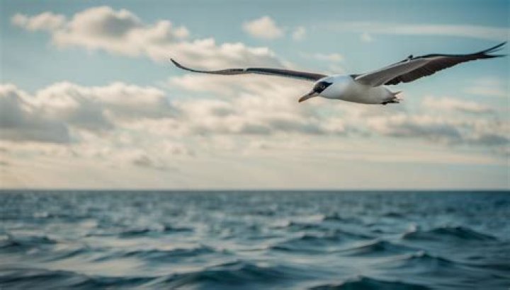 What bird can fly the farthest?