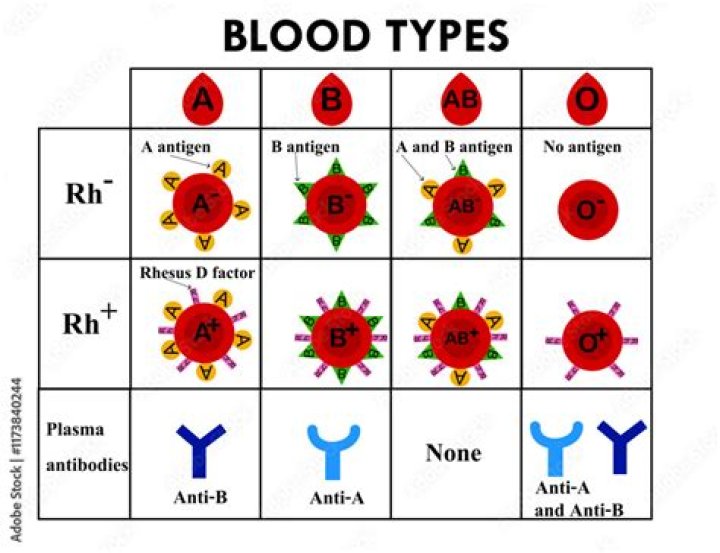 What blood type was Neanderthal?