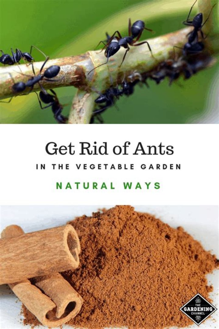 What can I do about ants in my vegetable garden?