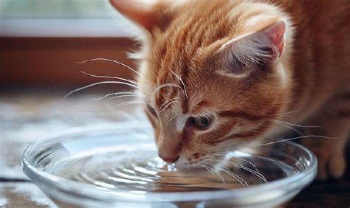 What can you give a dehydrated cat?