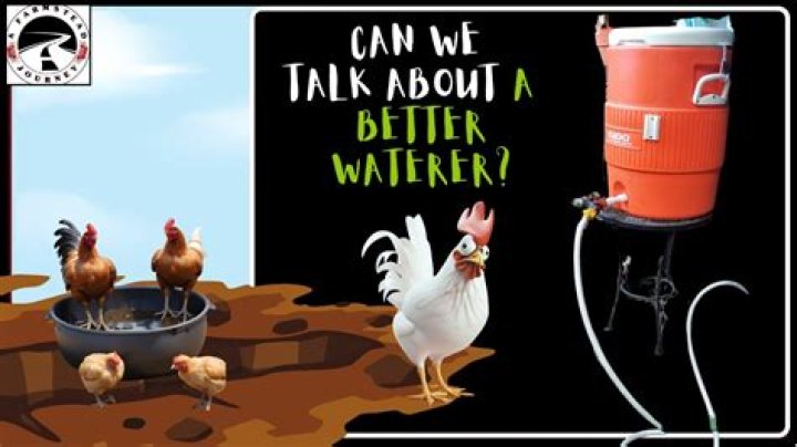 What can you put in chickens water to prevent algae?