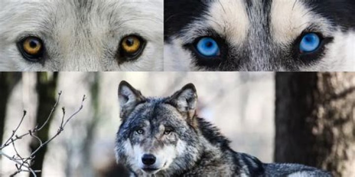 What color eyes do alpha wolves have?
