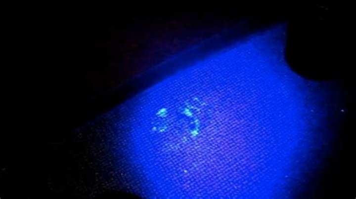 What color is sperm under blacklight?