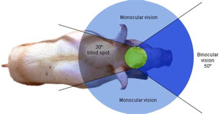 What colors can pigs see?