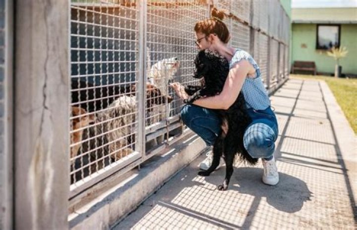 What degree do you need to be an animal shelter worker?