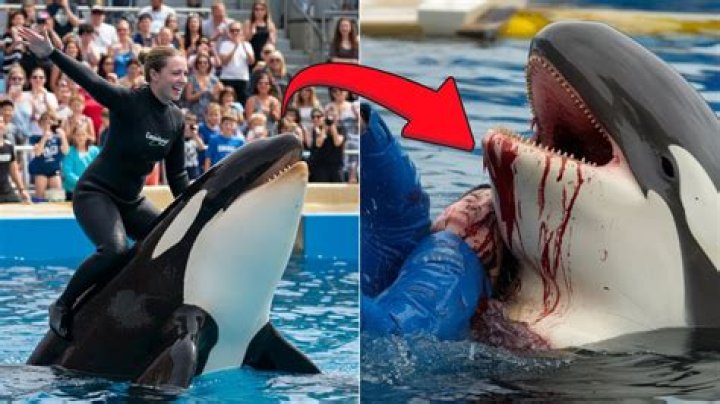 What did SeaWorld feed their orcas?