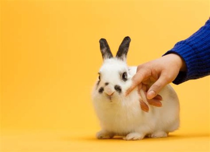 What do different bunny positions mean?