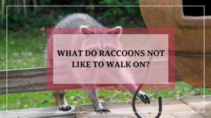 What do raccoons not like to walk on?