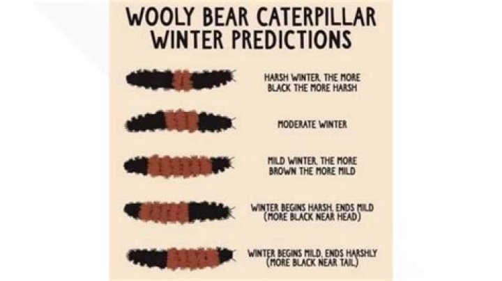 What do woolly bear caterpillars predict for 2021?