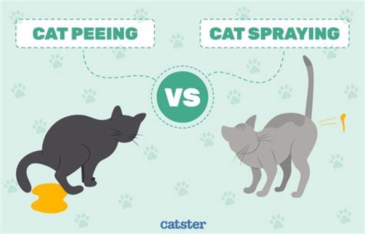 What does a female cat look like when she sprays?