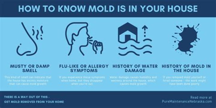 What does a house with mold smell like?
