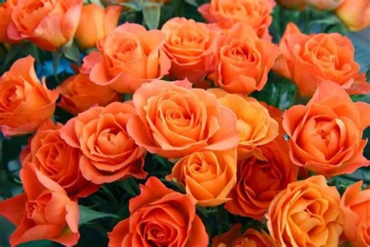 What does a orange rose mean?