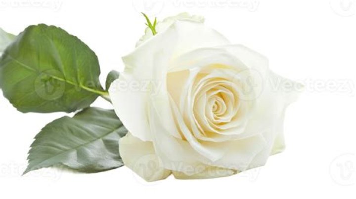 What does a single white rose represent?