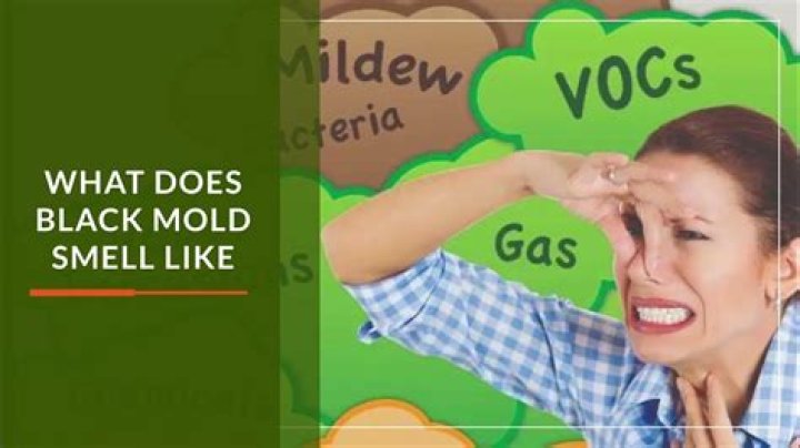 What does black mold smell like in a house?