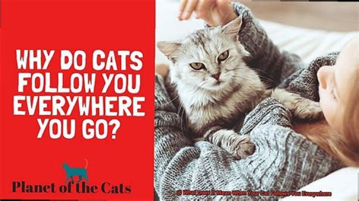 What does it mean if my cat follows me everywhere?