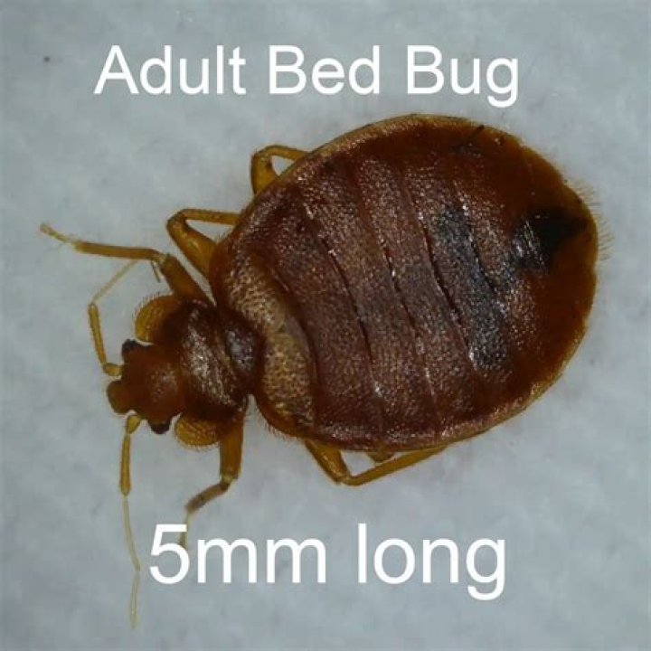What does it mean when a bed bug is black?