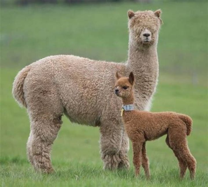 What does it mean when alpacas hum?