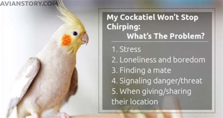 What does it mean when my cockatiel chirps softly?