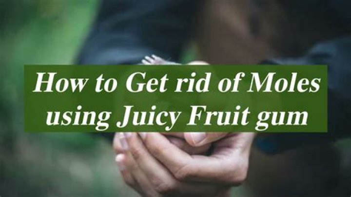 What does Juicy Fruit gum do to moles?