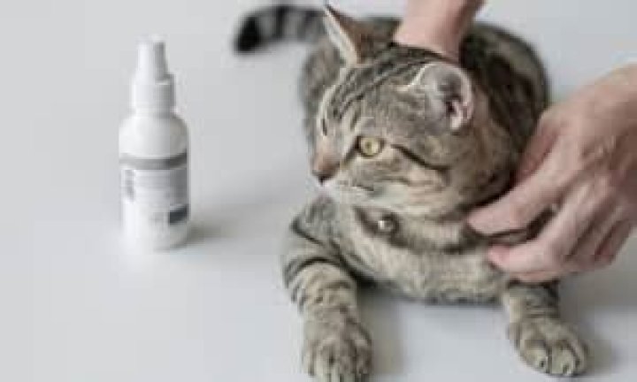 What does male cat spray smell like?