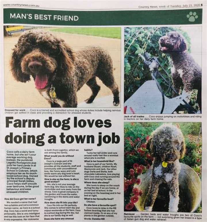 What does the name Coco mean for a dog?