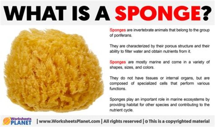 What does the sponge is dry mean?