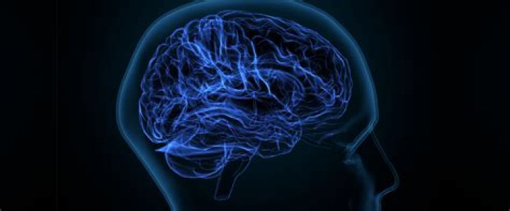 What does wine do to your brain?