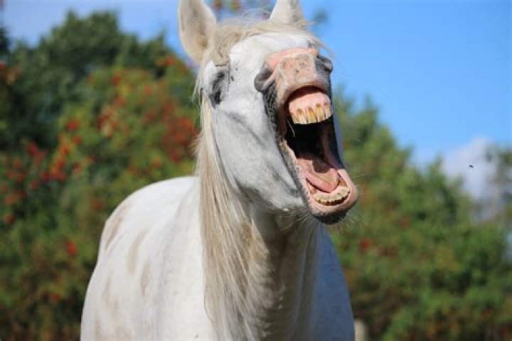What does yawning mean in a horse?
