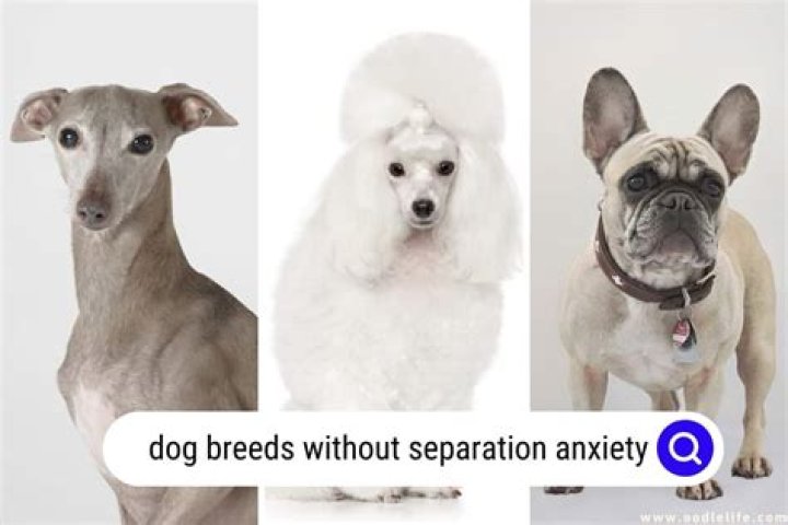 What dog breeds have the most anxiety?