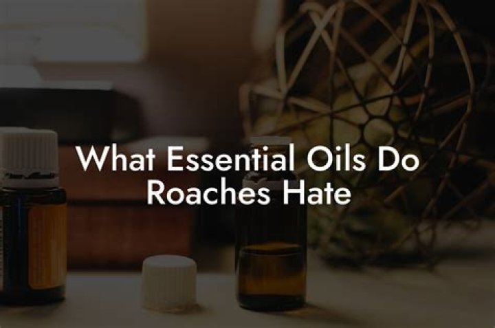 What essential oils do roaches hate?