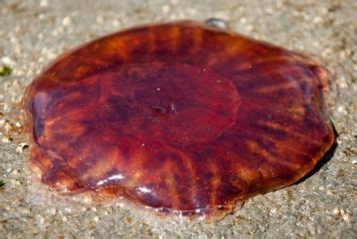 What food coloring has pork in it?