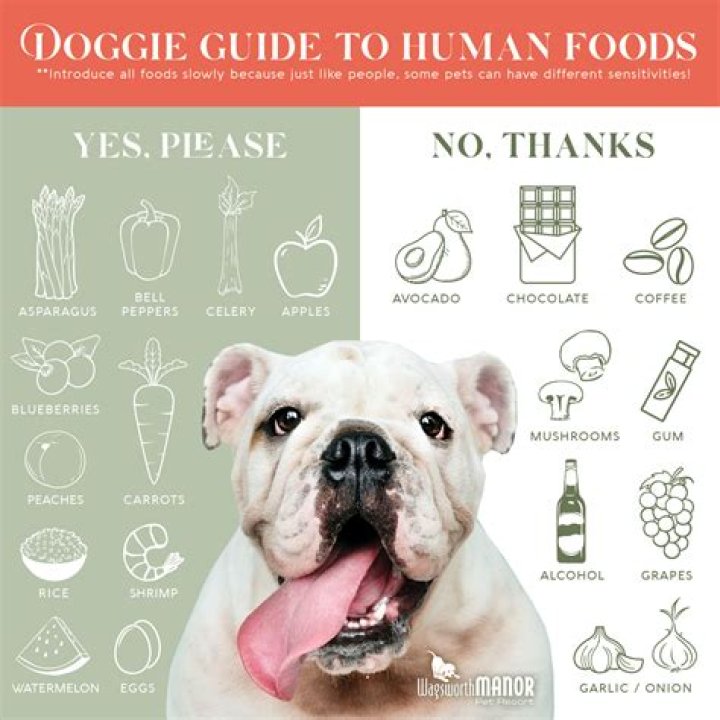 What foods do dogs love the most?