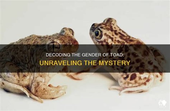 What gender is toad?