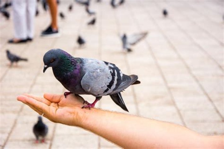 What happens if a pigeon poops on you?