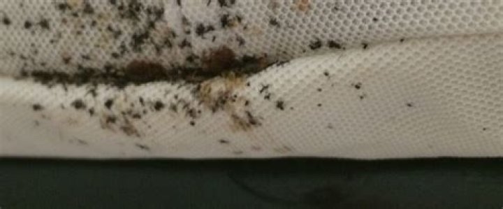 What happens if bed bugs go untreated?