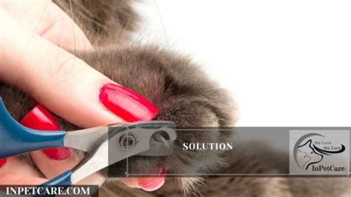 What happens if you don't trim your cat's nails?