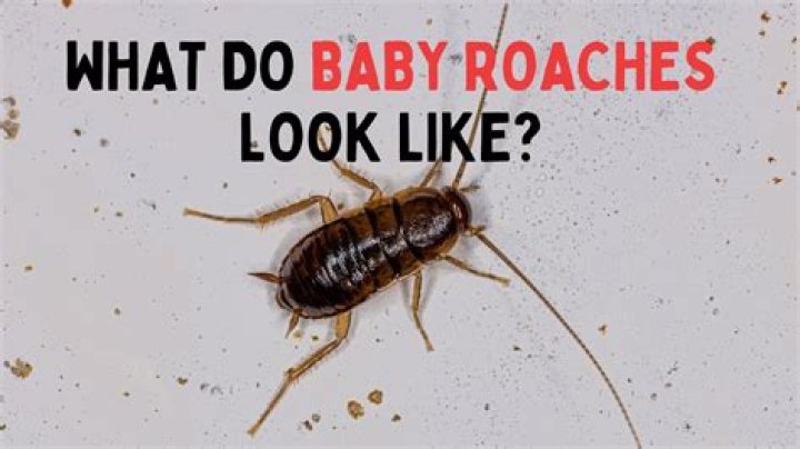 What happens if you eat a baby cockroach?