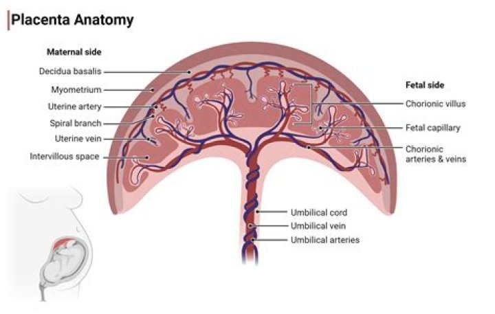What happens to the placenta after C-section?