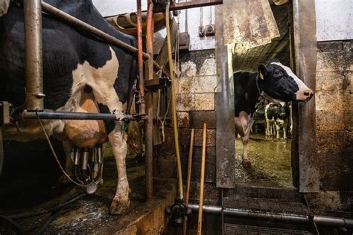 What happens when dairy cows stop producing milk?