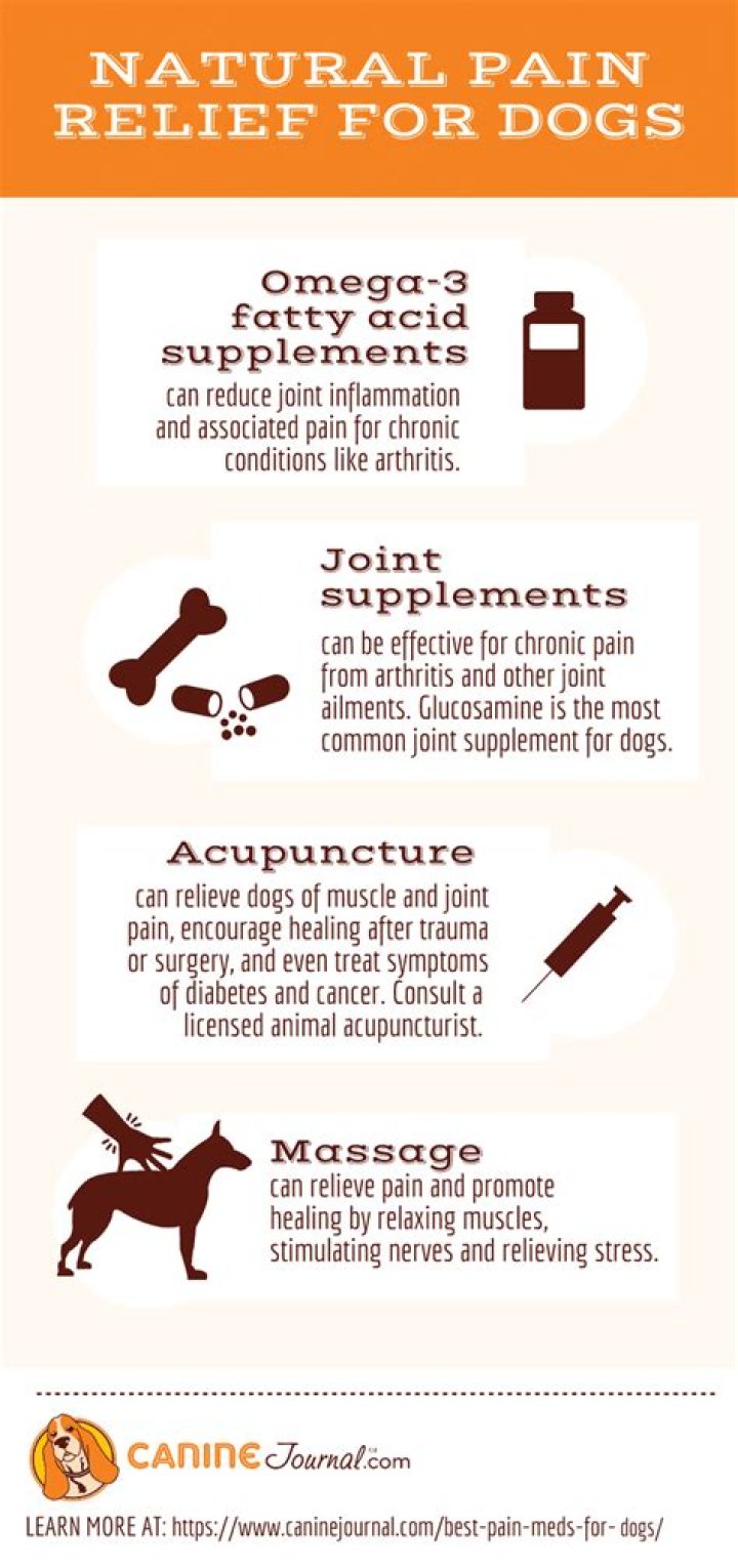 What human painkillers can I give a dog?