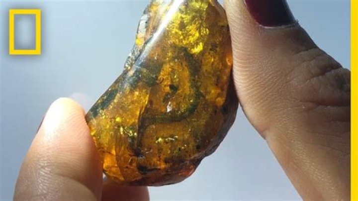 What is a amber fossil?