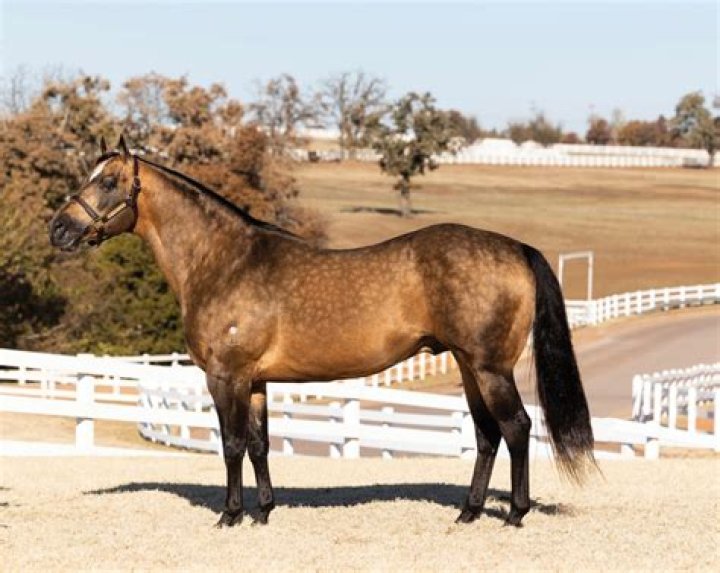 What is a Hancock bred horse?