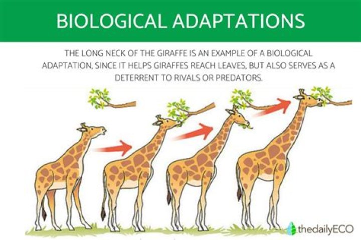 What is adaptation mechanism?