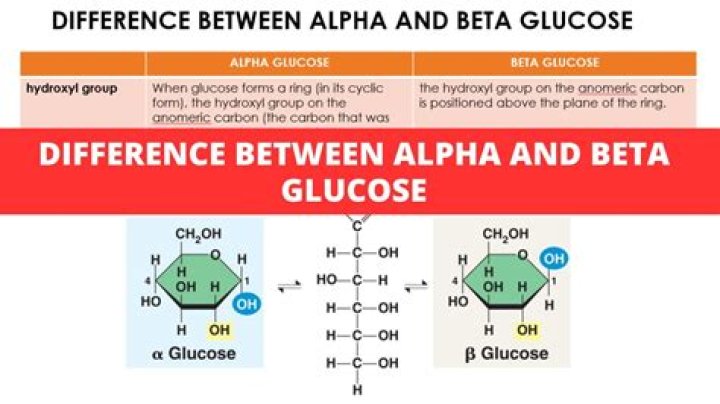 What is alpha phase and beta phase?