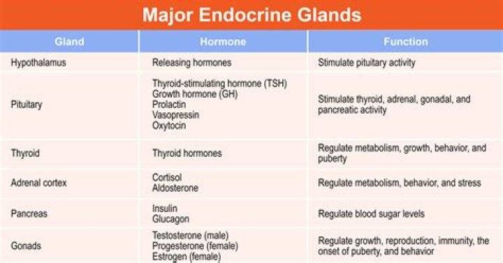 What is an endocrine specialist?