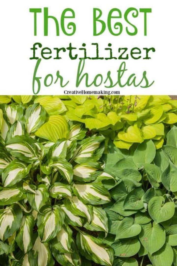 What is best fertilizer for hostas?