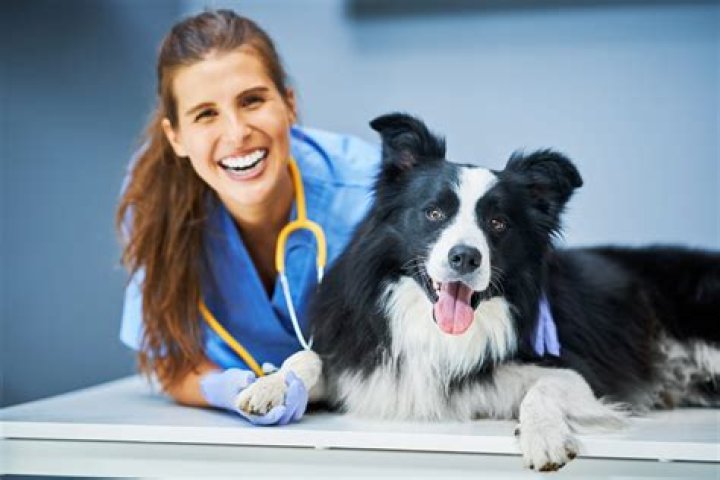What is better vet tech or veterinarian?