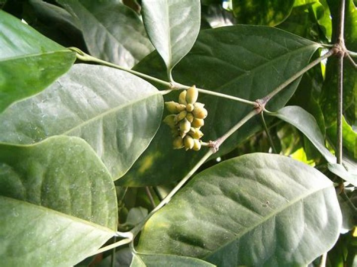 What is Gnetum used for?